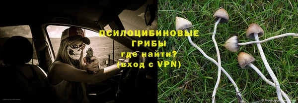 хмурый Тайга